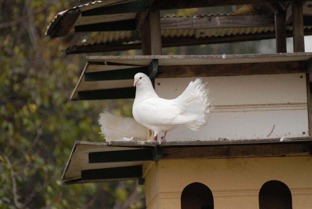 เดอะ โดฟ โคท Bed & Breakfast ทานันดา ภายนอก รูปภาพ