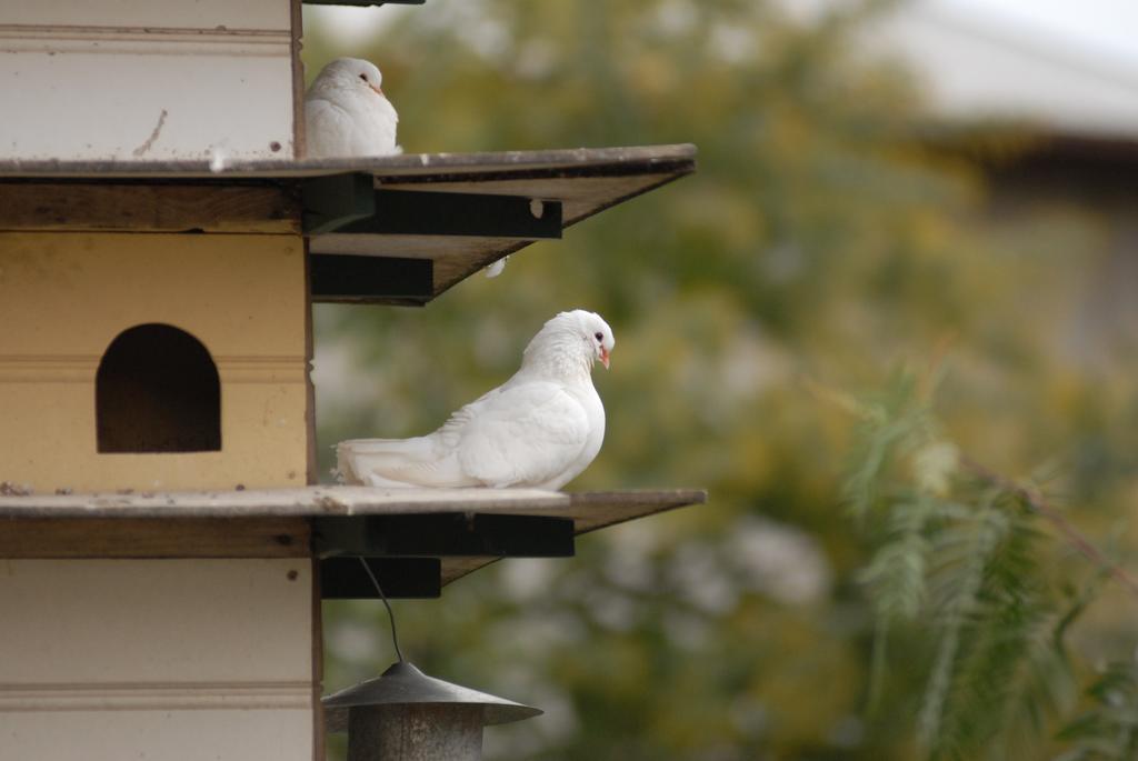 เดอะ โดฟ โคท Bed & Breakfast ทานันดา ภายนอก รูปภาพ